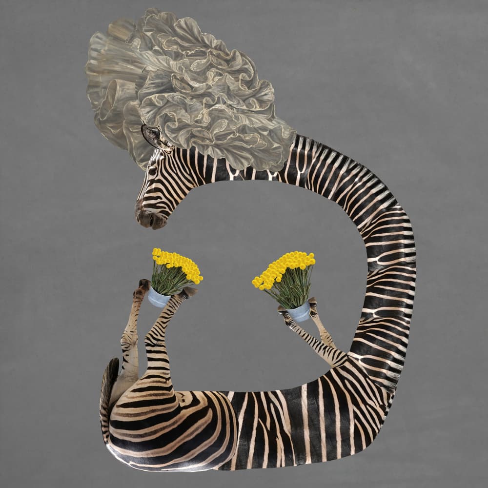 Whimsical Zebra Flowers by Collage Malage — canvas wall art