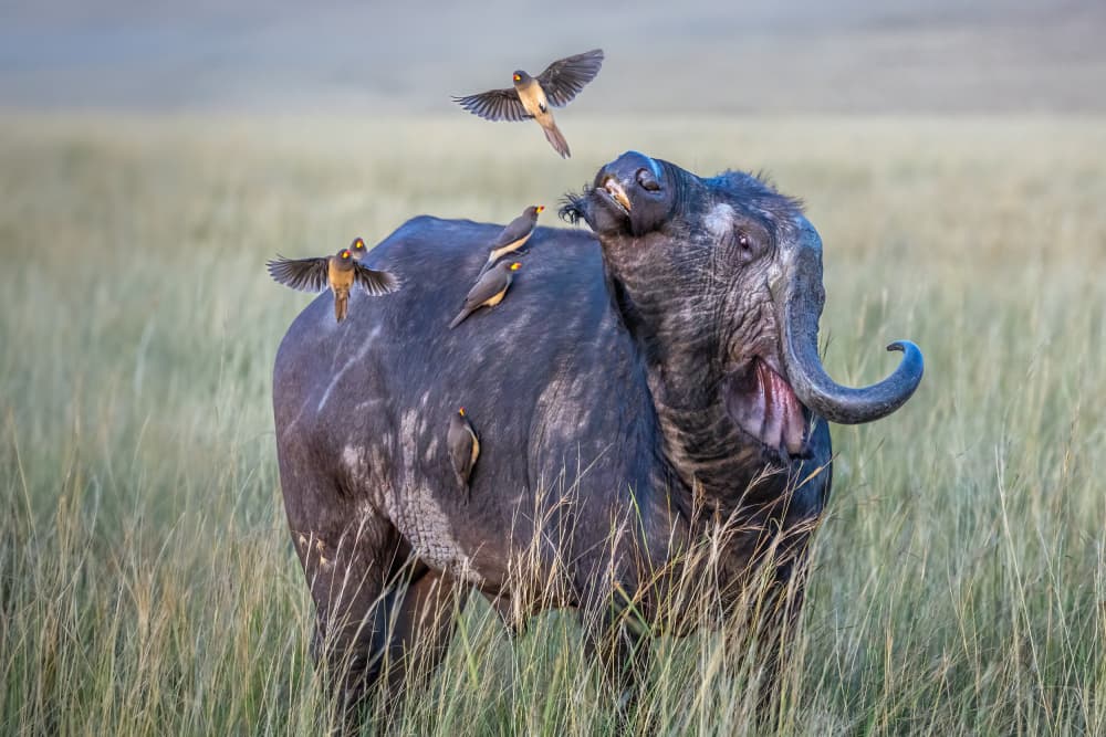 Playful Buffalo and Oxpeckers by Mark Strom — canvas wall art