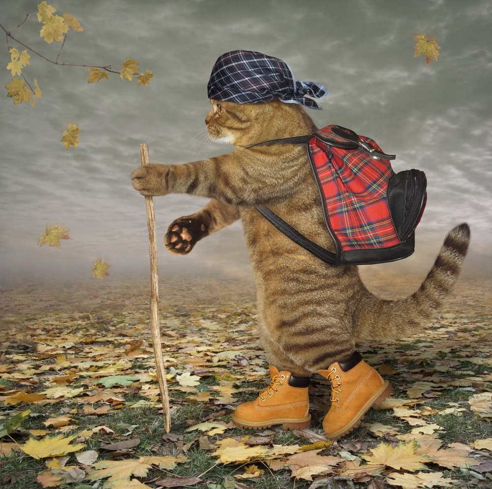 Adventurous Autumn Cat by Iryna Kuznetsova (Iridi) — canvas wall art