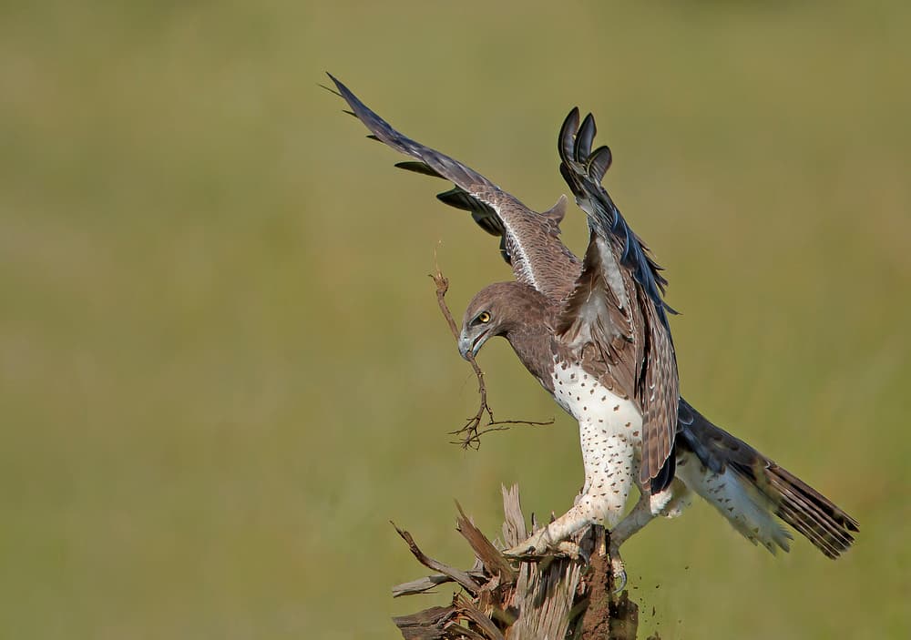 Martial Eagle Landing by Shlomo Waldmann — canvas wall art
