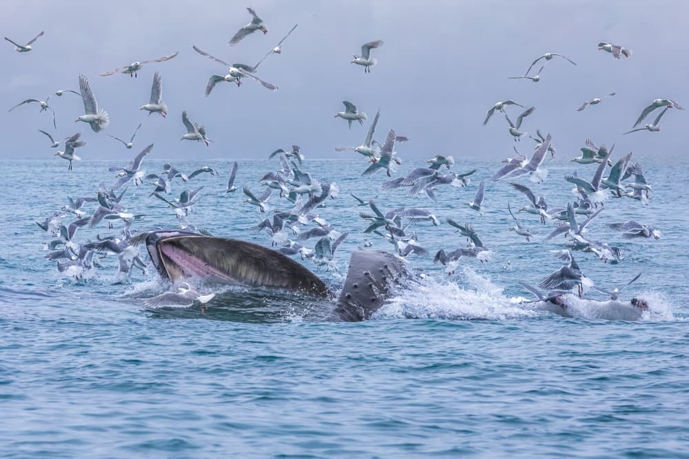 Whale Feeding Frenzy by Mark Strom — canvas wall art