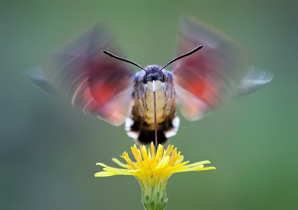 Hummingbird Moth Hovering by Jimmy Hoffman — canvas wall art