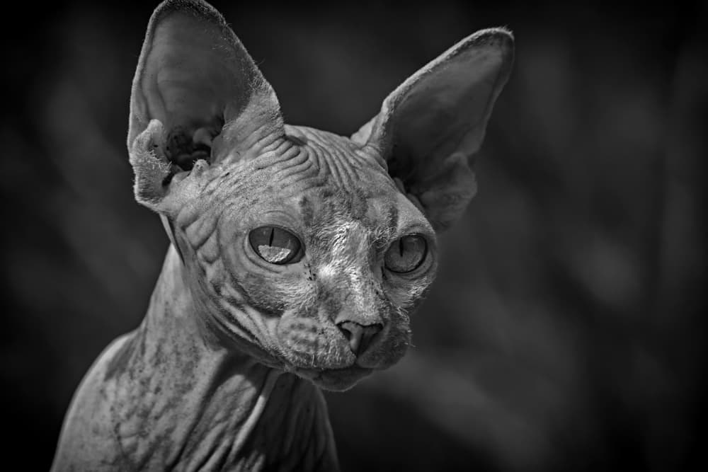 Mysterious Sphynx Gaze by Allan Wallberg — canvas wall art