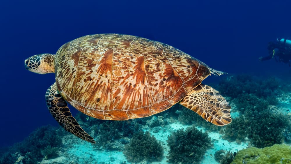 Swimming Sea Turtle by Ido Meirovich — canvas wall art
