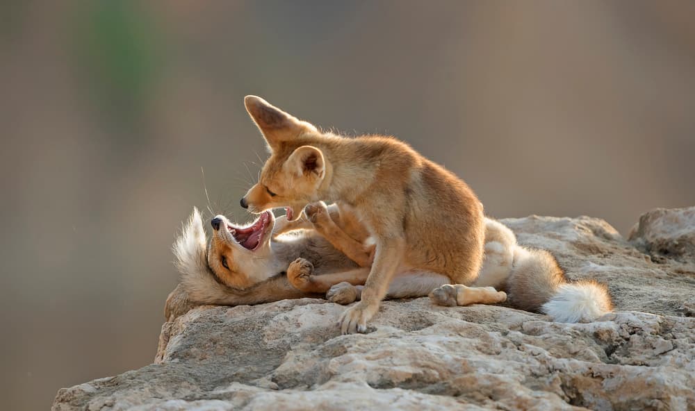 Playful Fennec Foxes by Shlomo Waldmann — canvas wall art