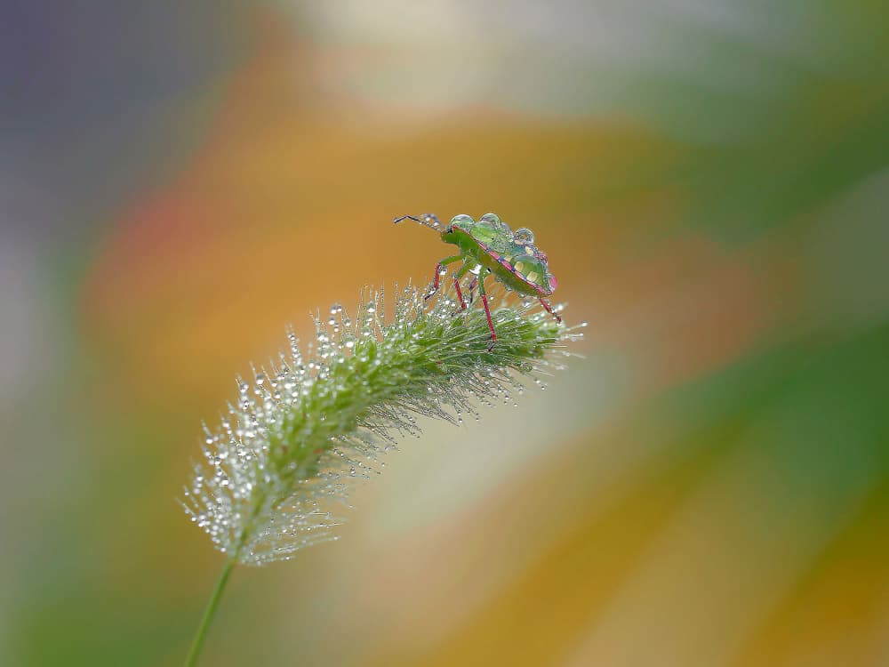Sparkling Green Bug by Thierry Dufour — canvas wall art