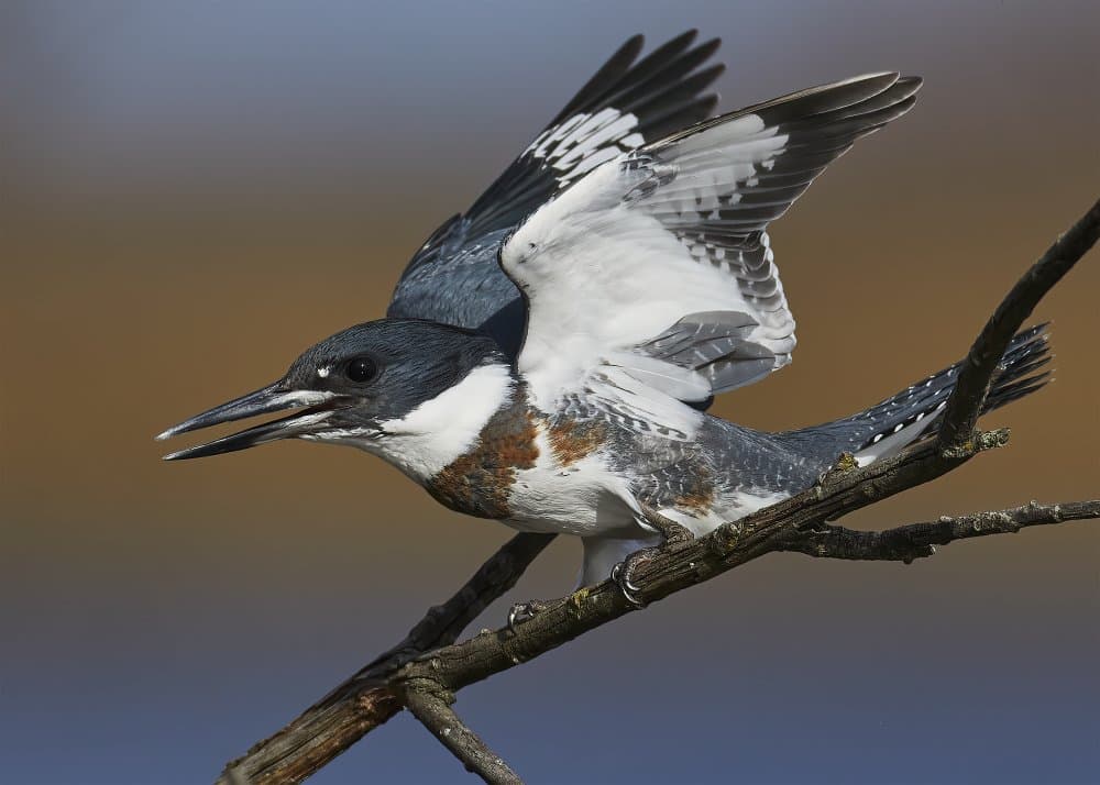 Belted Kingfisher Wings by Johnny Chen — canvas wall art