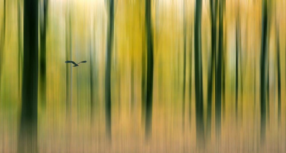 Abstract Forest Bird by Huib Limberg — canvas wall art