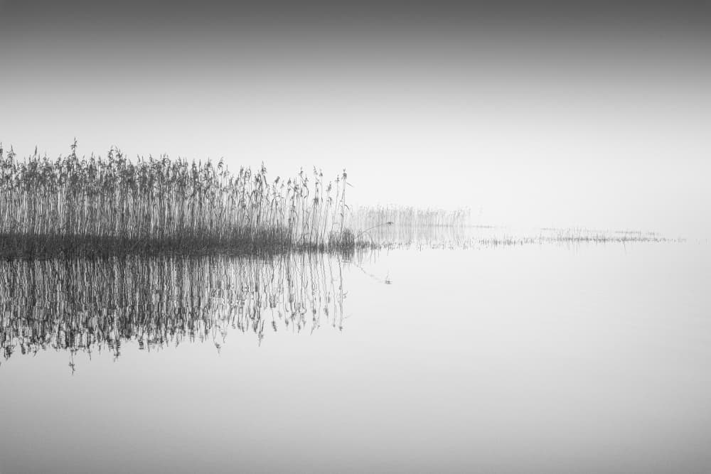 Misty Reeds Reflection by Benny Pettersson — canvas wall art