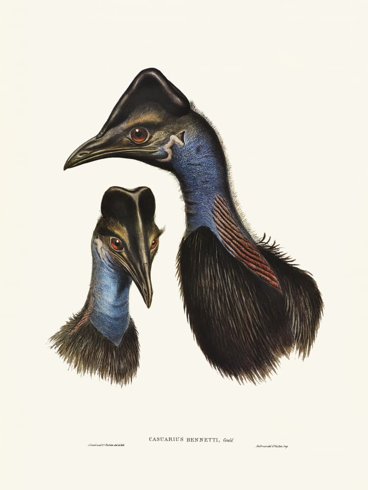Bennett's Cassowary Blue by Elizabeth and John Gould — canvas wall art