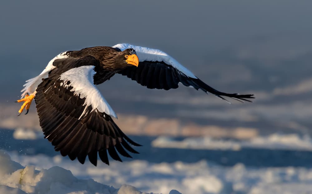 Flying Steller's Sea Eagle by Jie Fischer — canvas wall art