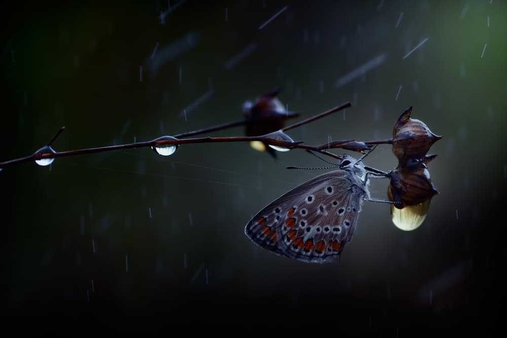 Butterfly In Rain by Antonio Grambone — canvas wall art