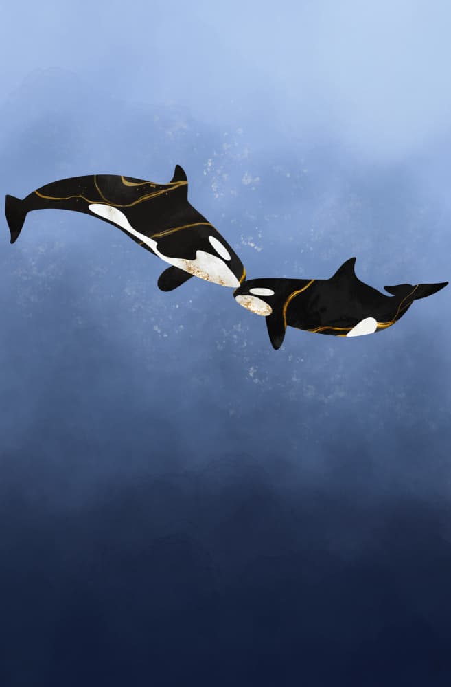 Oceanic Orca Bond by Anne-Marie Volfova — canvas wall art