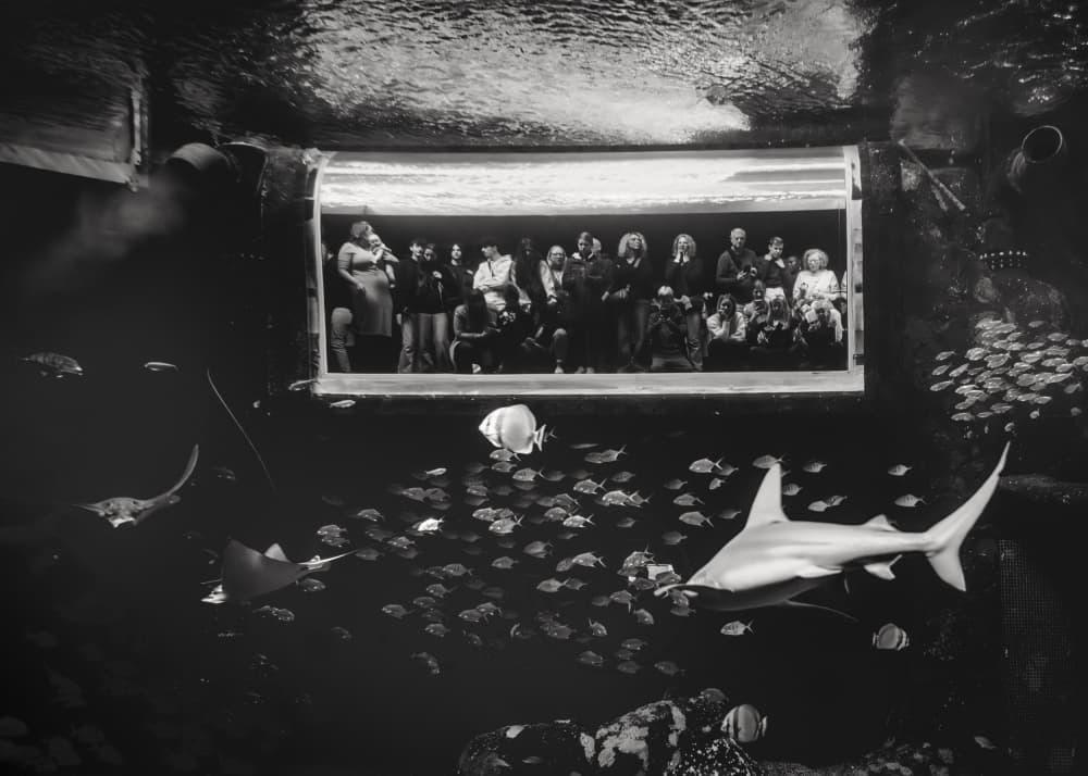 Aquarium Shark Spectators by Rudy Mareel — canvas wall art