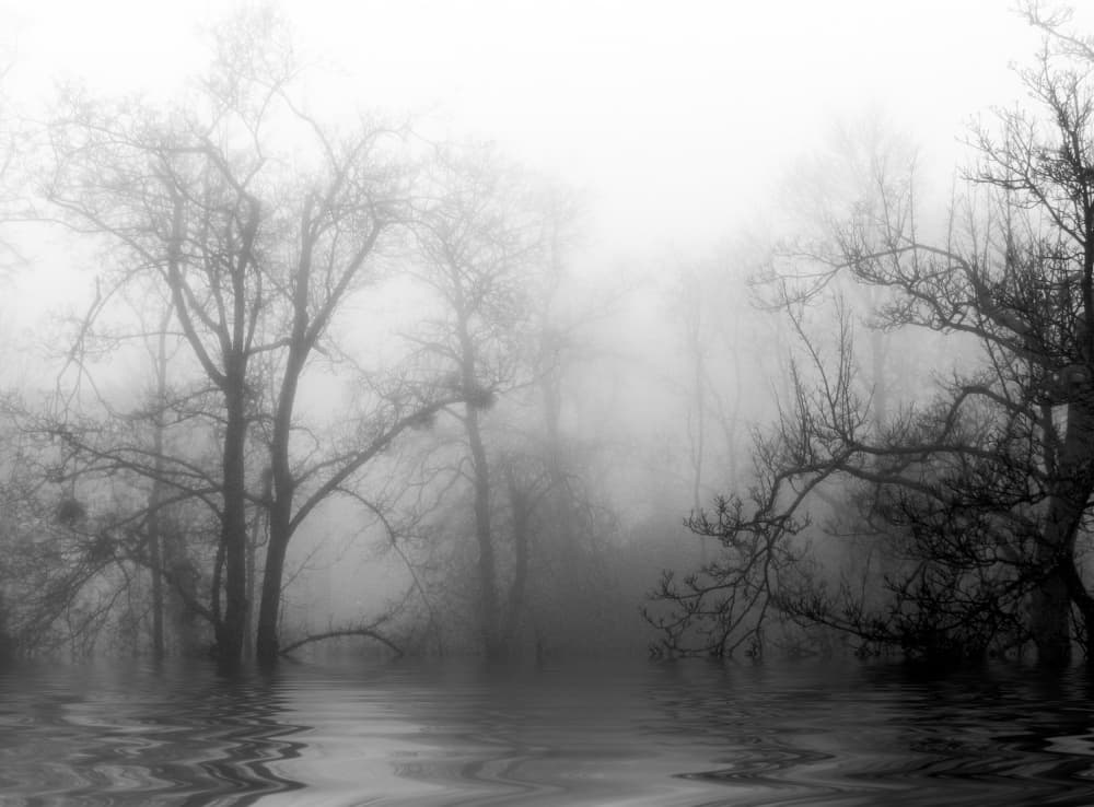 Misty Winter Forest by Anna Cseresnjes — canvas wall art