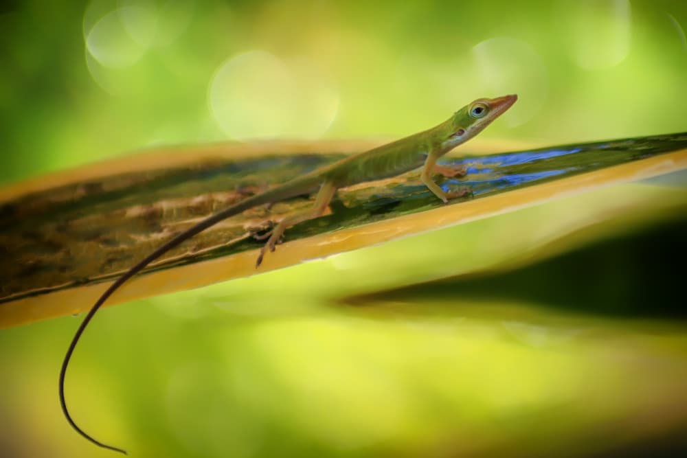 Green Anole On Leaf by Pavol Stranak — canvas wall art