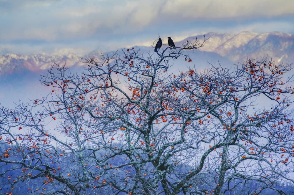 Winter Birds Persimmon Tree by sirou.minami — canvas wall art