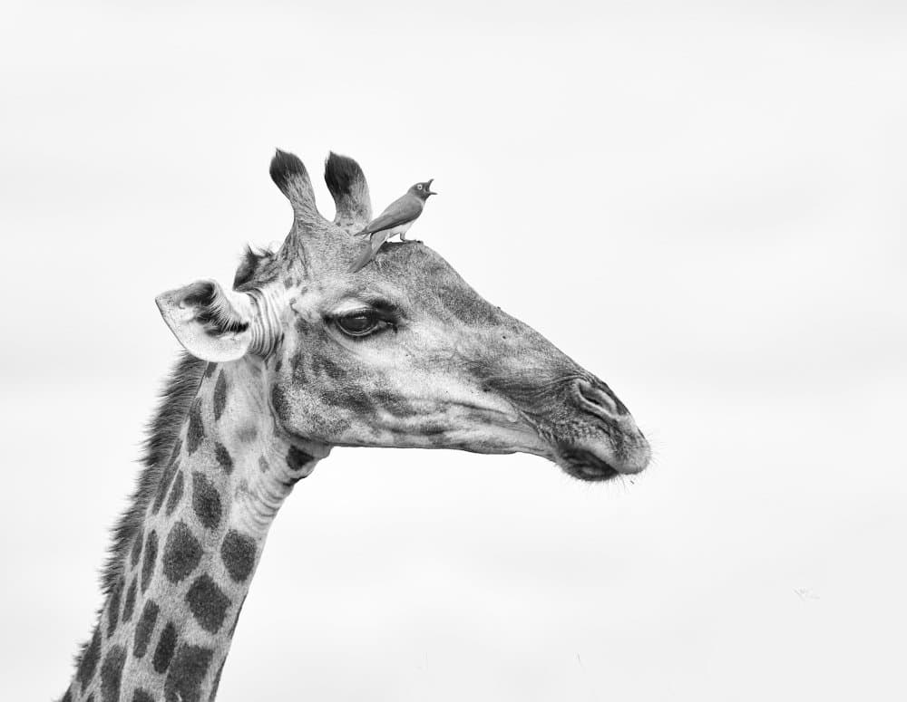 Giraffe and Little Bird by Gaby Grohovaz — canvas wall art