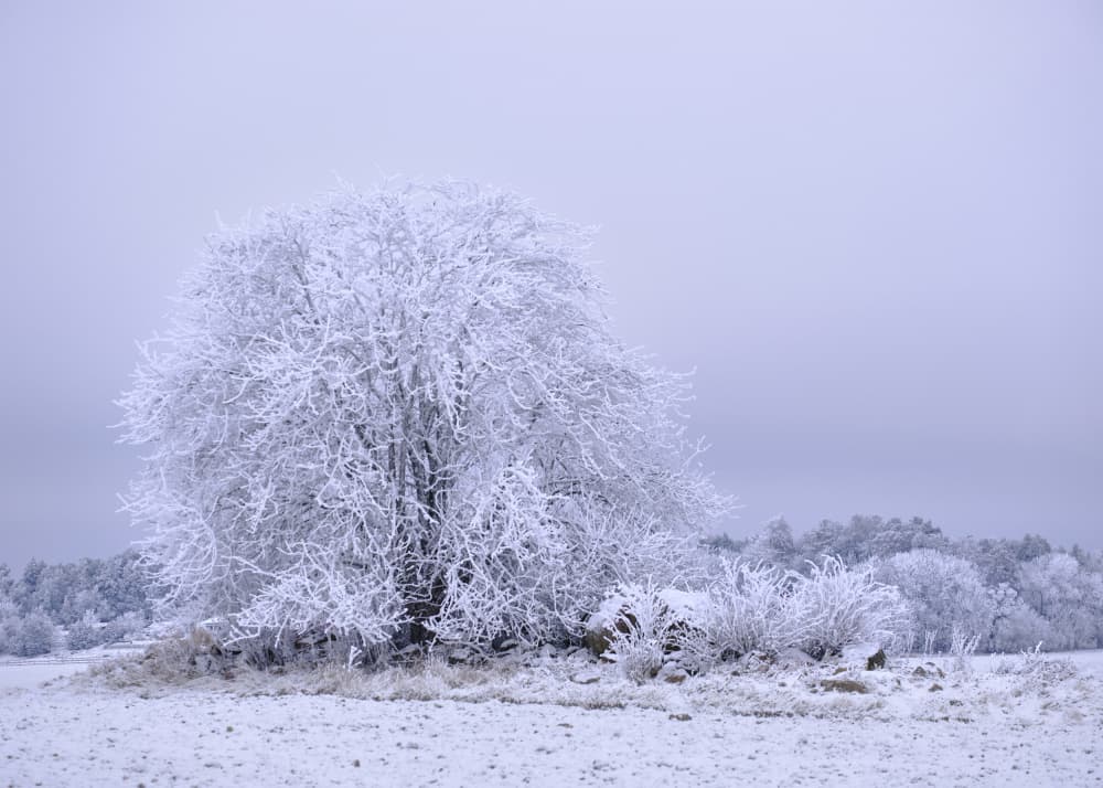 Frozen Winter Tree by Hamed Bank — canvas wall art