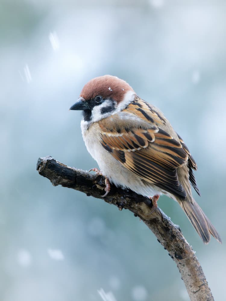 Snowy Sparrow Perched by Takiko Hirai — canvas wall art