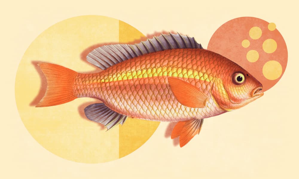 Vibrant Orange Fish by Marja van den Hurk — canvas wall art