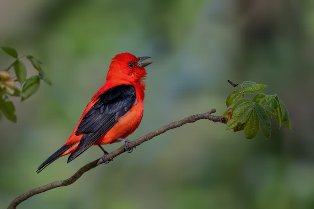 Singing Scarlet Tanager by Jacob (Jian) Xu — canvas wall art