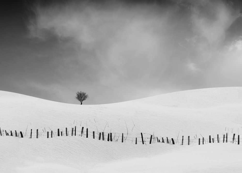 Lone Tree in Winter by alizolghadri93 — canvas wall art