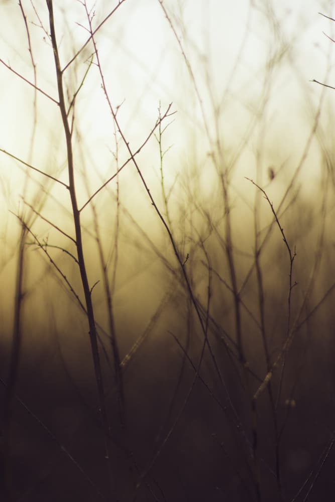 Misty Golden Branches by Javier Pardina — canvas wall art