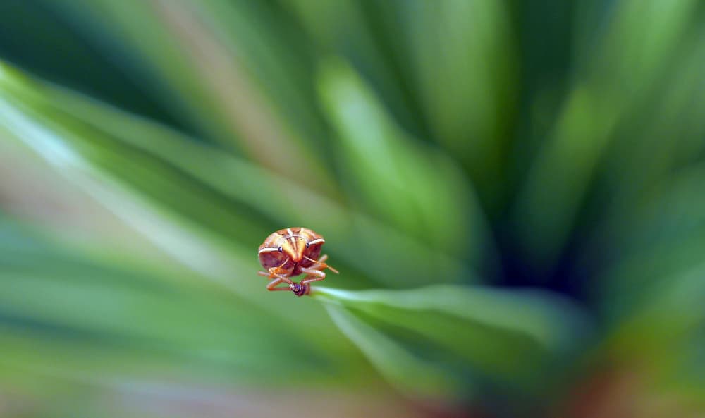 Tiny Bug on Green by Thierry Dufour — canvas wall art