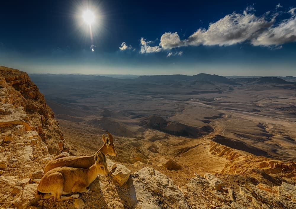 Majestic Ibex Outlook by Ido Meirovich — canvas wall art