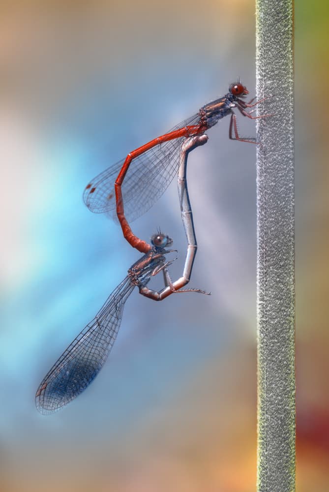 Damselfly Mating Heart by Fabrizio Daminelli — canvas wall art