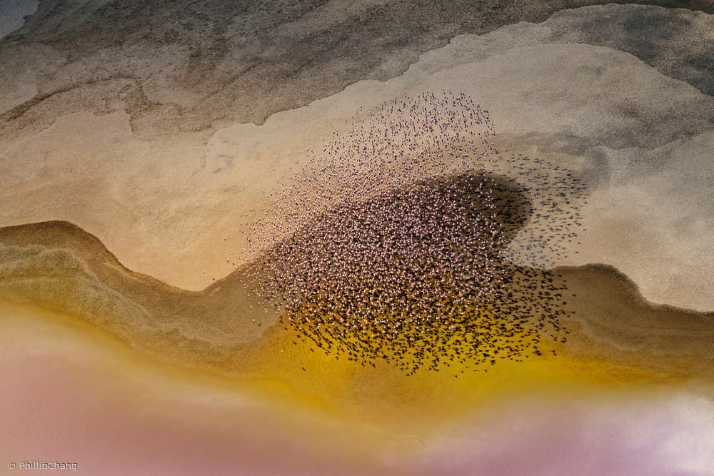Aerial Pink Flamingo Swarm by Phillip Chang — canvas wall art