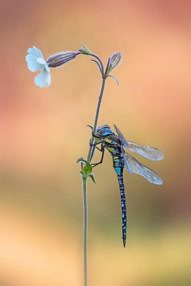 Blue Dragonfly Bloom by Fabrizio Daminelli — canvas wall art