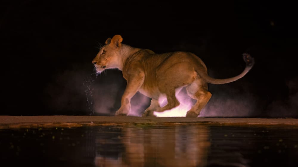 Nocturnal Lioness Glow by Sheila Xu — canvas wall art