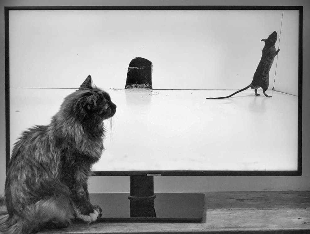 Curious Cat And Mouse by Jane Lyons — canvas wall art