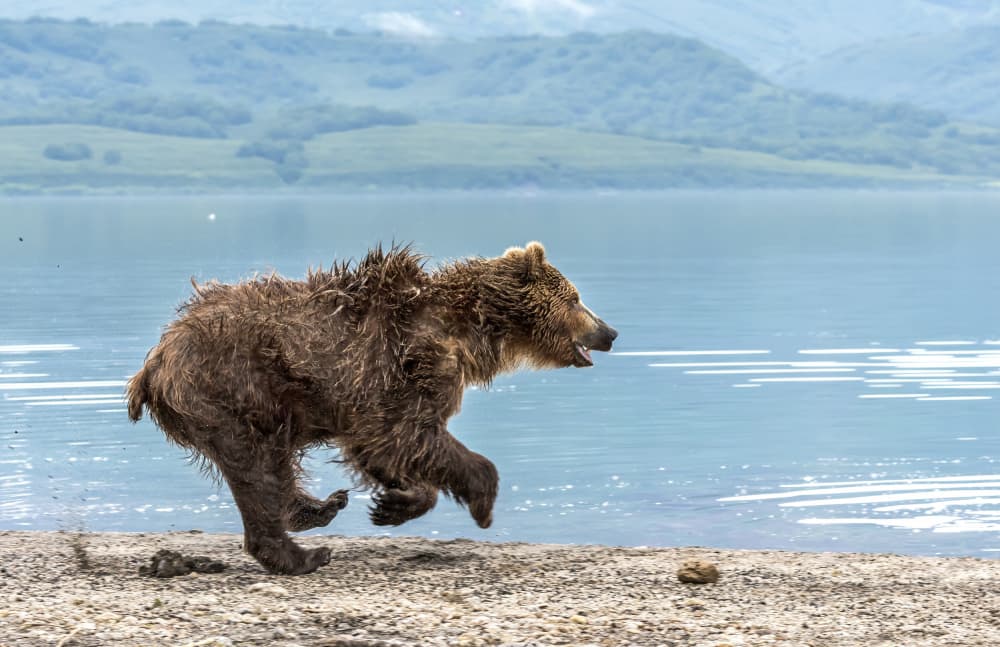 Running Grizzly Bear by Giuseppe DAmico — canvas wall art