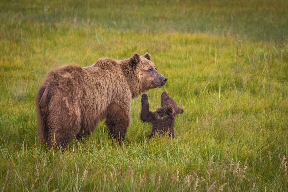Bear Cub High Five by Mark Strom — canvas wall art