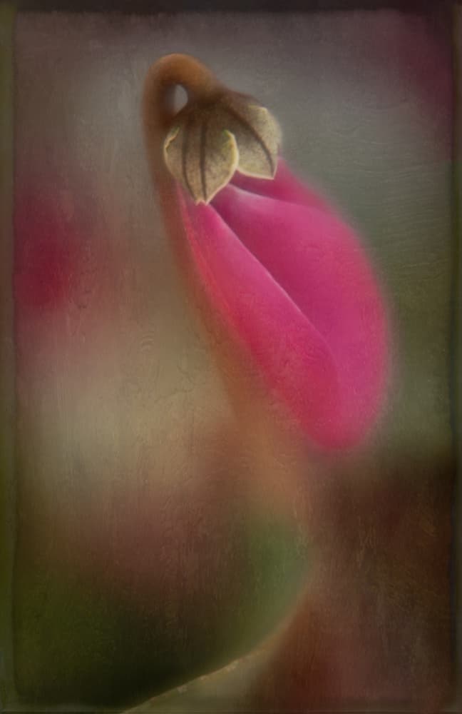 Delicate Pink Bloom by Ulrike Eisenmann — canvas wall art