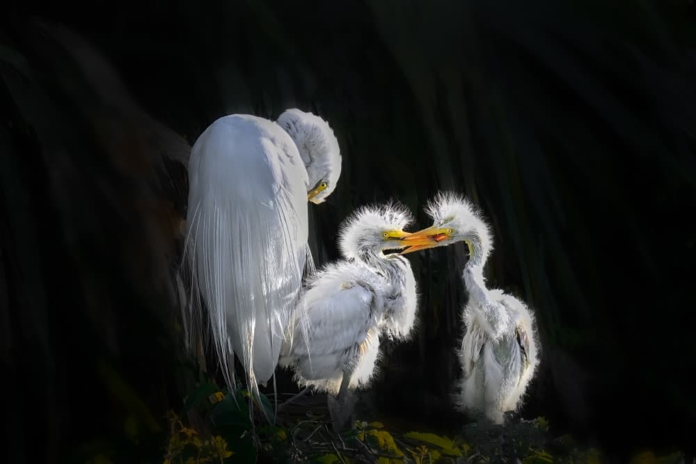 Nurturing Egret Family by Jianping Yang — canvas wall art