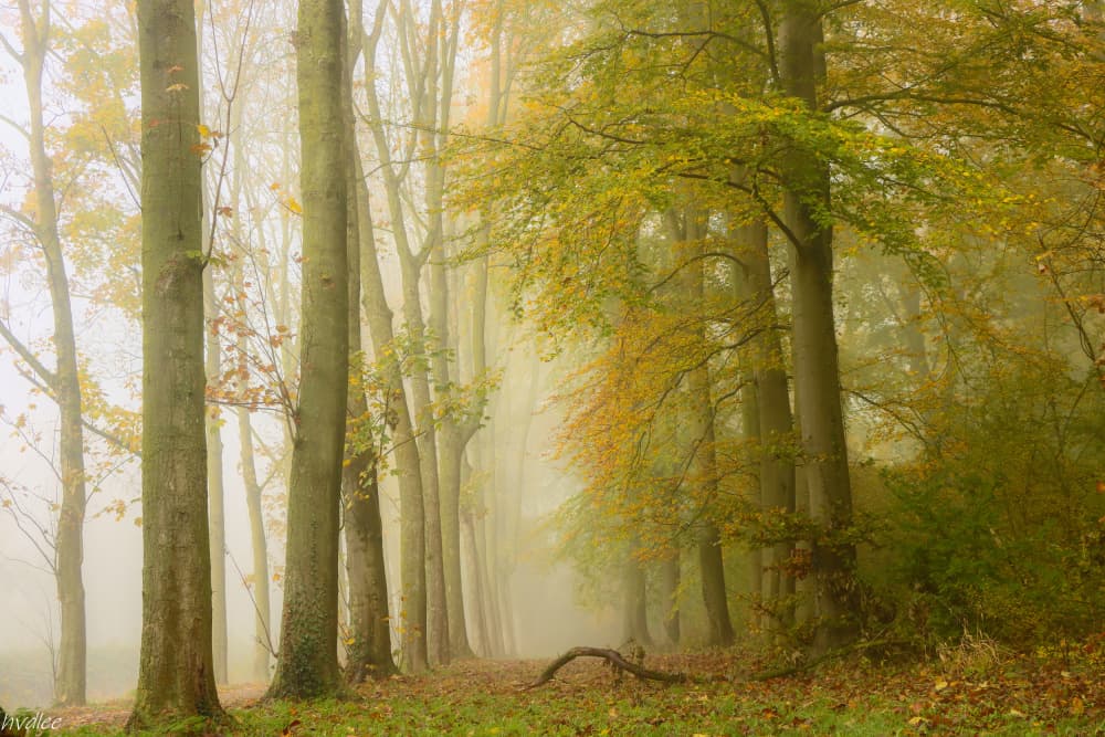 Misty Autumn Path by Hilda van der Lee — canvas wall art