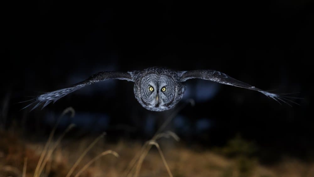 Great Grey Owl Flight by Phillip Chang — canvas wall art