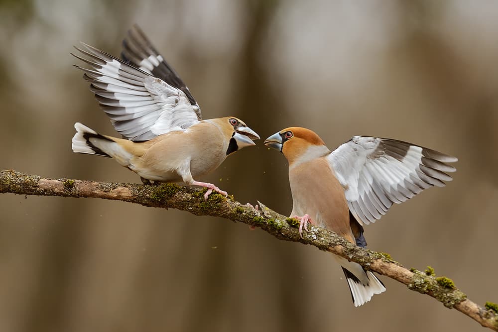 Dynamic Hawfinch Pair by Marco Pozzi — canvas wall art