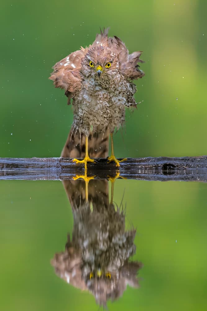 Wet Hawk Reflection by Jun Zuo — canvas wall art