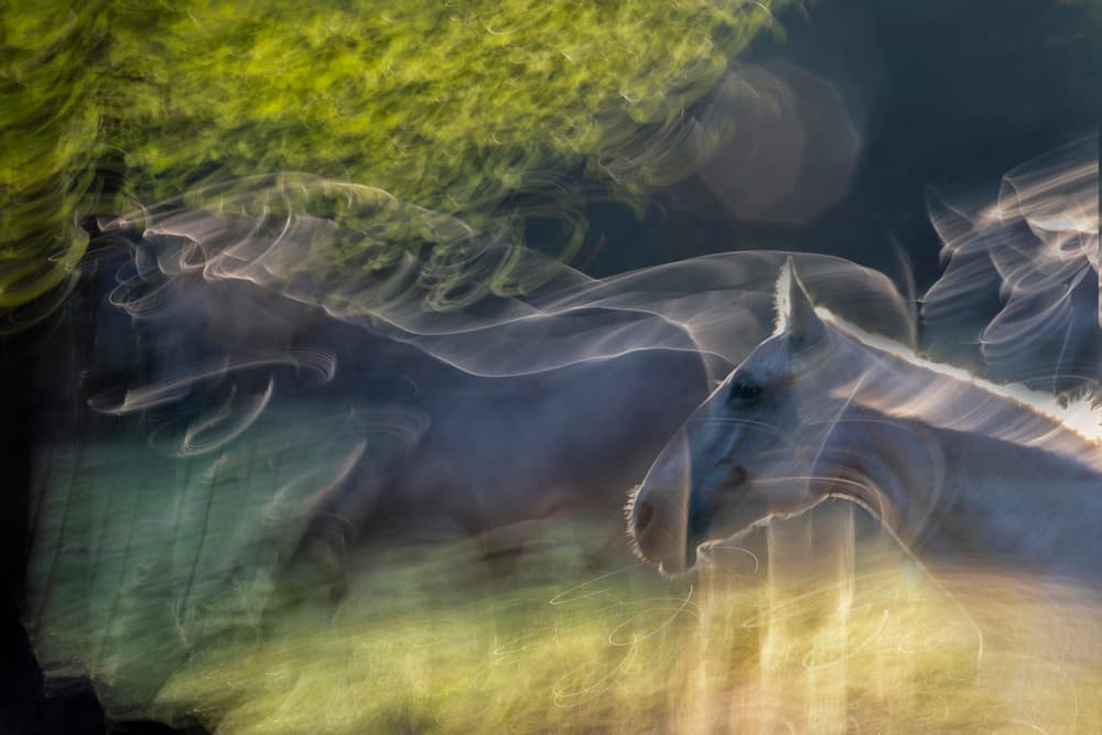 Horses In Fluid Motion by Milan Malovrh — canvas wall art