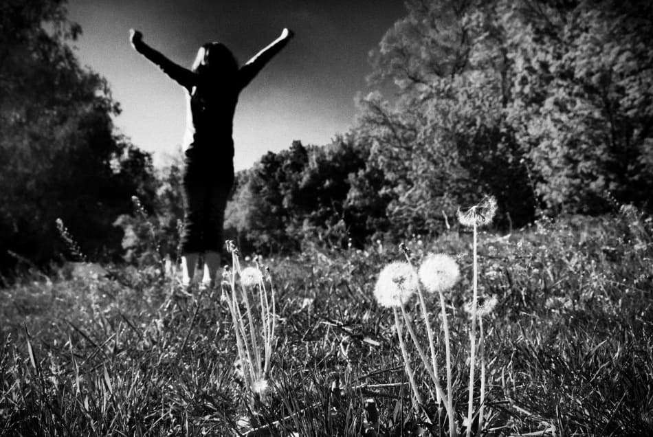 Freedom In Dandelions by Codrin Lupei — canvas wall art
