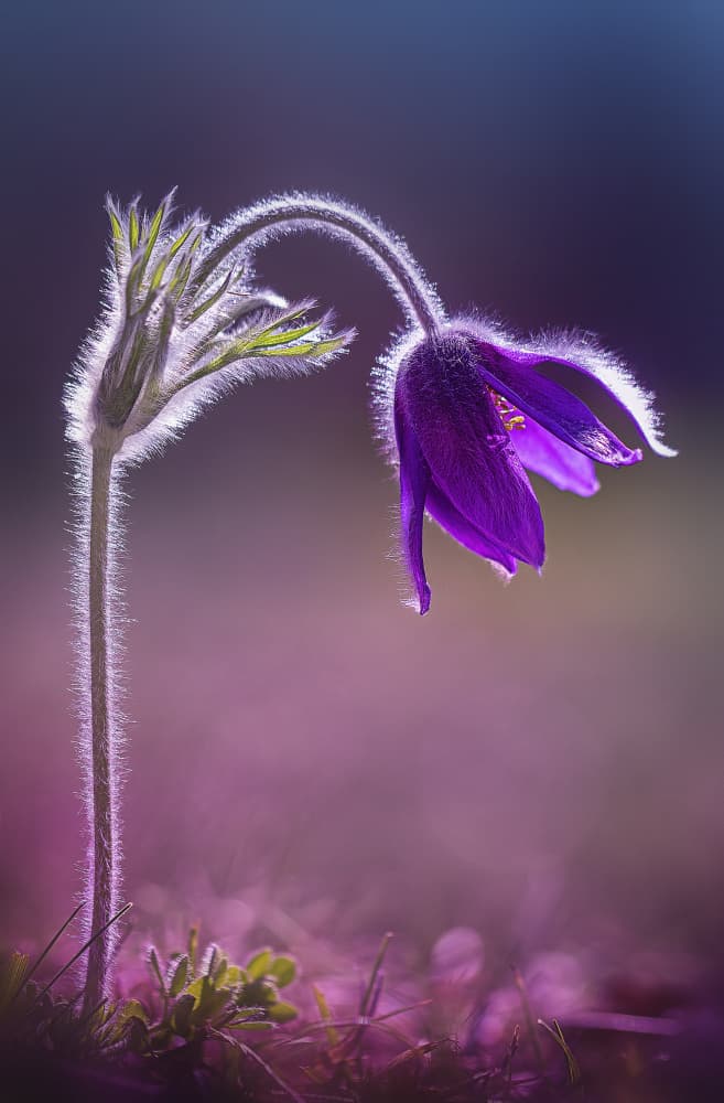 Glowing Purple Flower by Fabrizio Daminelli — canvas wall art