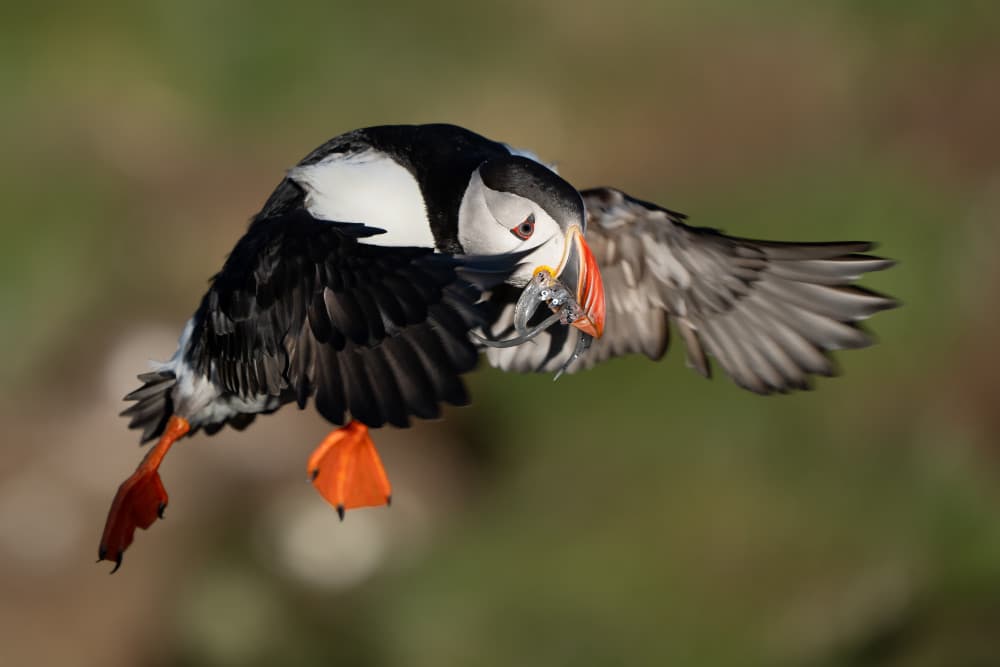 Flying Puffin With Fish by John Fan — canvas wall art