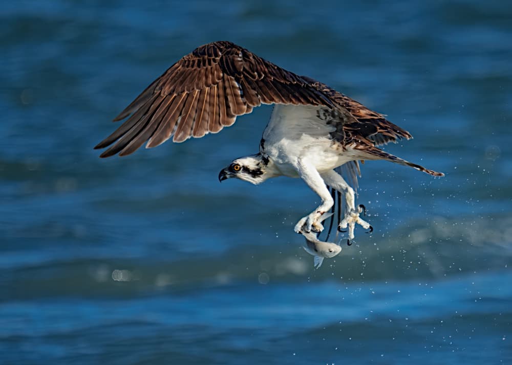 Osprey Catches Fish by Hanping Xiao — canvas wall art