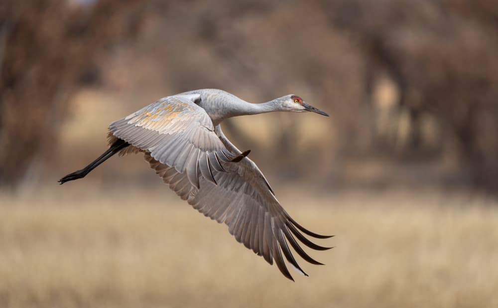 Graceful Crane In Flight by Aidong Ning — canvas wall art