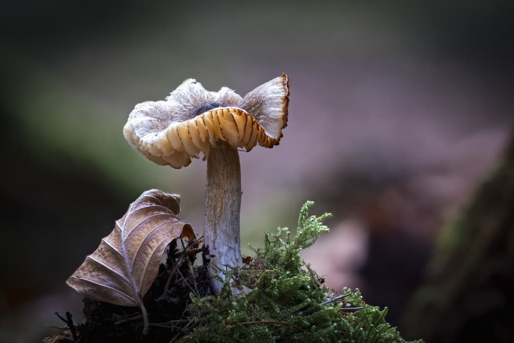 Woodland Mushroom Detail by Sergio Barboni — canvas wall art